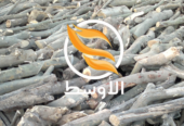 حطب البرتقال للتصدير , حطب مشاوي