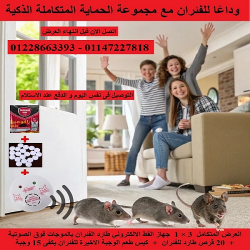 الحل النهائي لطرد الفئران بدون مغادرة المنزل