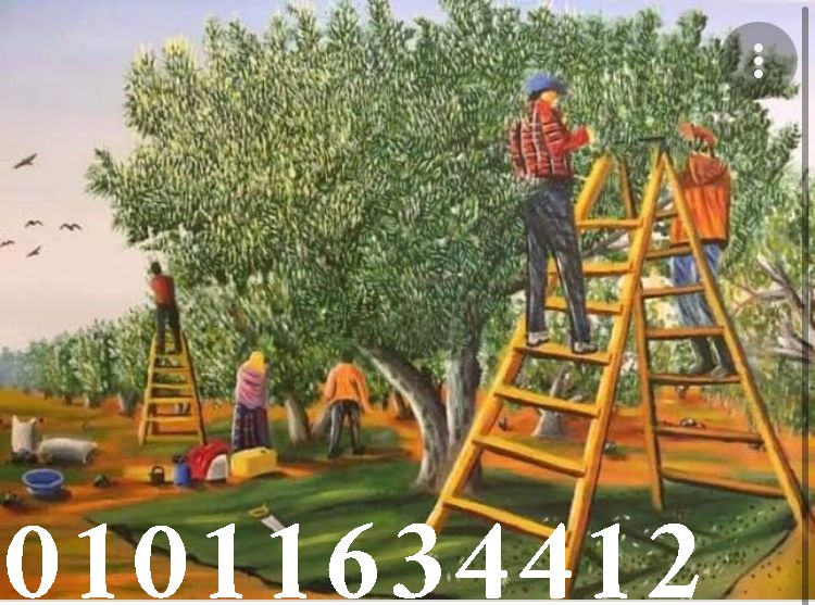 السر في المذاق زيت الزيتون يضيف لمسة سحرية 01011634412
